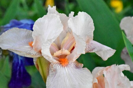 Iris white flower flora photo