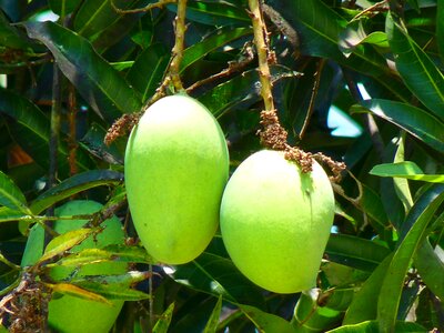 Tree juicy delicious