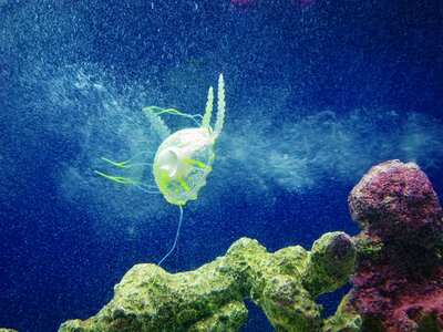 Animal creature underwater