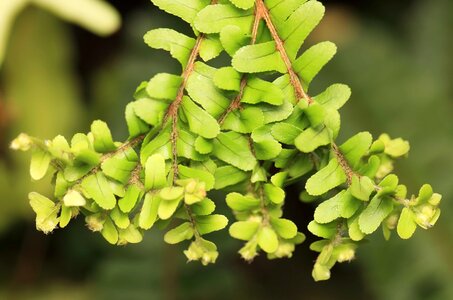 Beautiful branch dark green