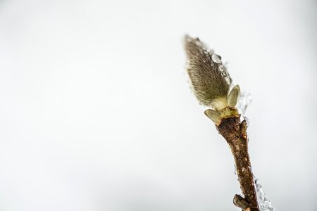 Winter transparent frost