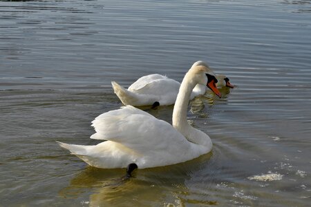 Bird Family lake water photo