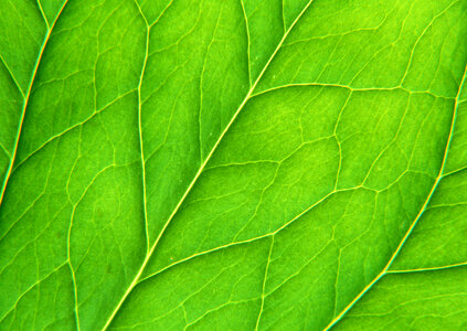 Leaf of a plant close up photo