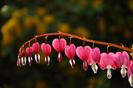 Flower heart pink flower