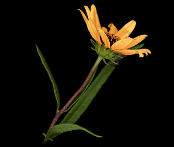 Helianthus angustifolius Linnaeus, Swamp Sunflower photo