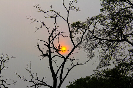 Sunset over the trees in Malaysia