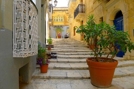 Gozo yellow plant