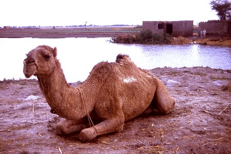 Camel city India photo