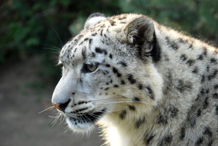 Snow leopard tiger white tiger