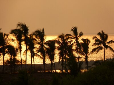 Palm trees sea atmosphere