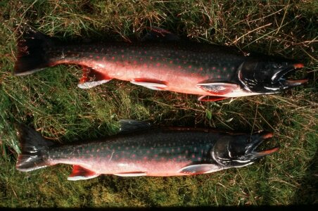 Arctic fish 