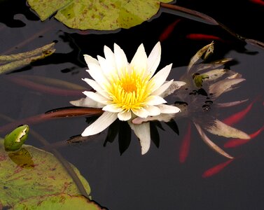 Pond nature flower