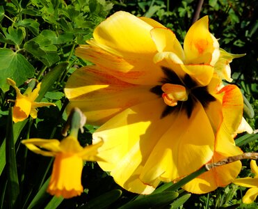 Bloom huge yellow