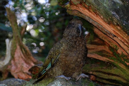 Mountain parrot 