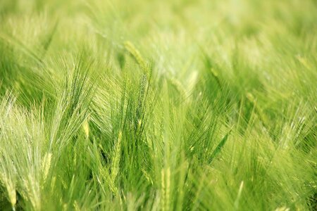 Agriculture cereal field photo