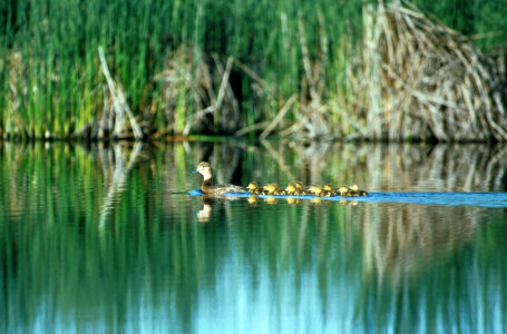 Redhead ducks photo