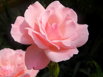 Spring pink flower photo