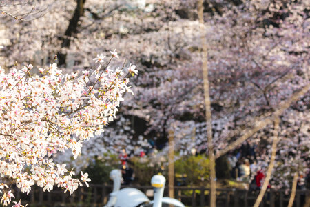 12 Cherry tree
