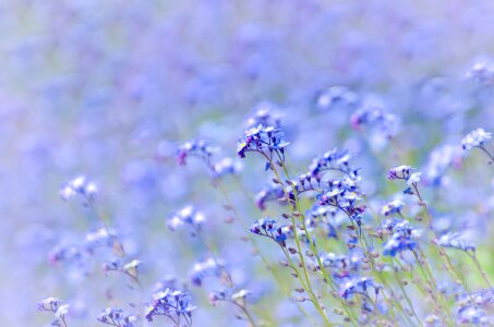 Purple field meadow photo