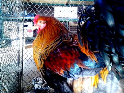 Bantam chicken decorative