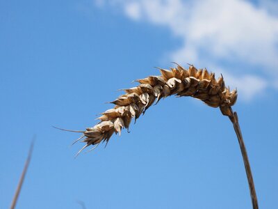 Agricultural agriculture cereal