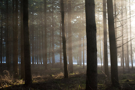 Forest Trees in the Morning photo