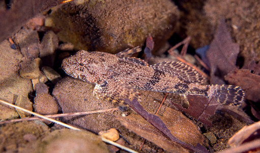 Potomac sculpin-1 photo