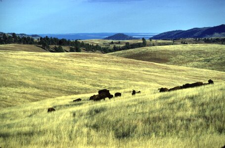 Wind Cave National Park Landscape