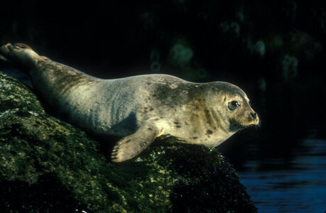 Harbor seal resting on a rock