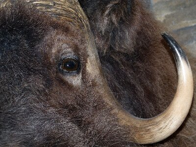 Animal close-up macro photo