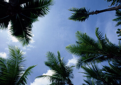 Tropical palm trees on sky background, photo