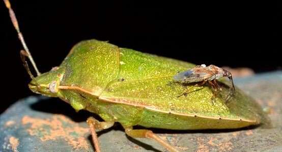 Bug green nezara photo