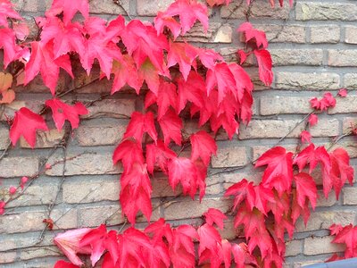 Red fall foliage fall color
