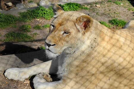Lion carnivore predator photo