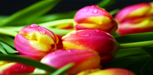 Blossom flora flower