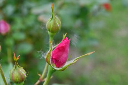 Flower Garden pink bud