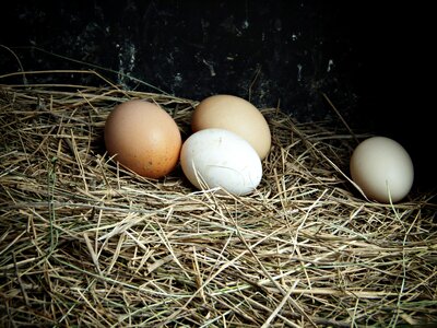 Farm delicacy food