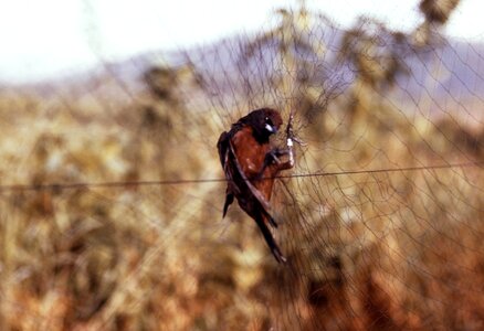 Arbovirus bird evening