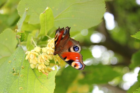 Butterfly butterfly flower wings photo