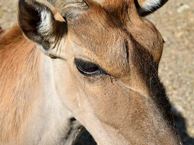 Africa safari antelope photo