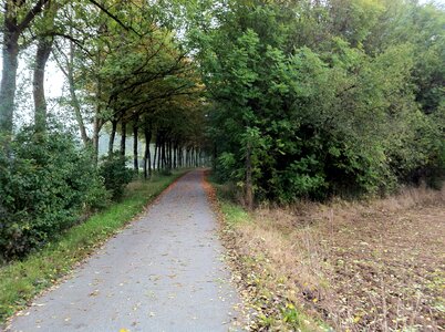 Trees avenue bushes