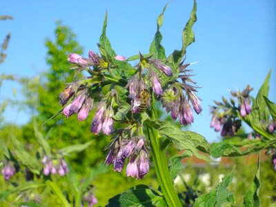 Comfrey wild herb plant