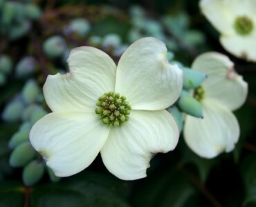 Blossom bloom petals