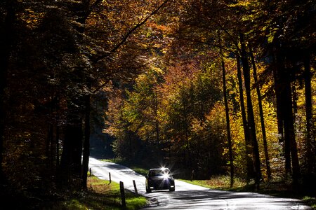 Autumn fall foliage golden autumn photo