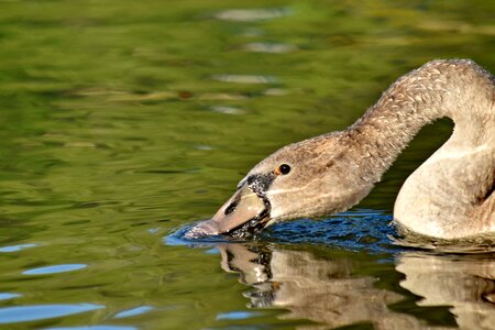 Beak beautiful image close-up photo