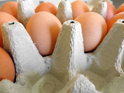 Food egg shell