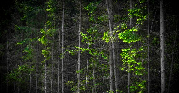 Branch dark green darkness photo