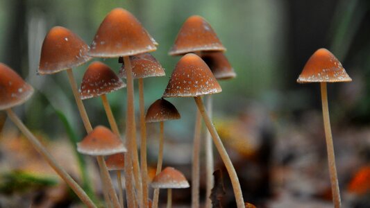 Mushroom forest autumn