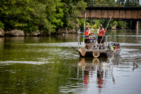 Electrofishing for invasive carp-1