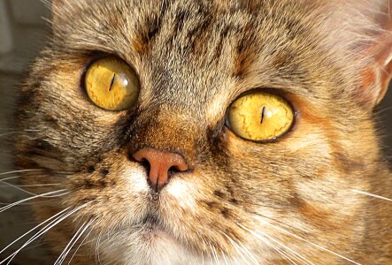 Adorable animal beautiful photo